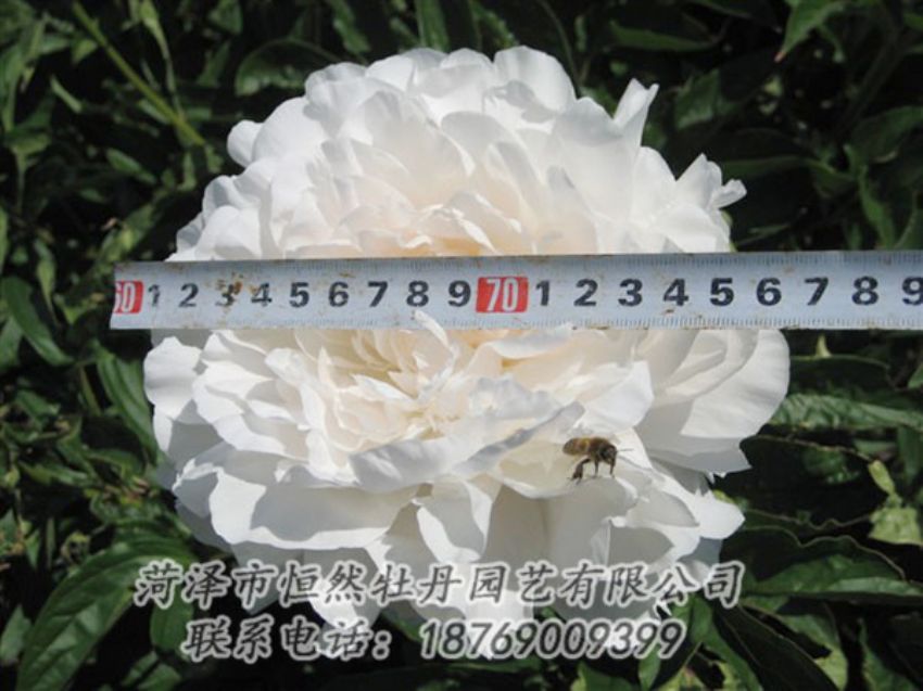 點擊查看詳細信息<br>標題：楊妃出浴 閱讀次數(shù)：1168