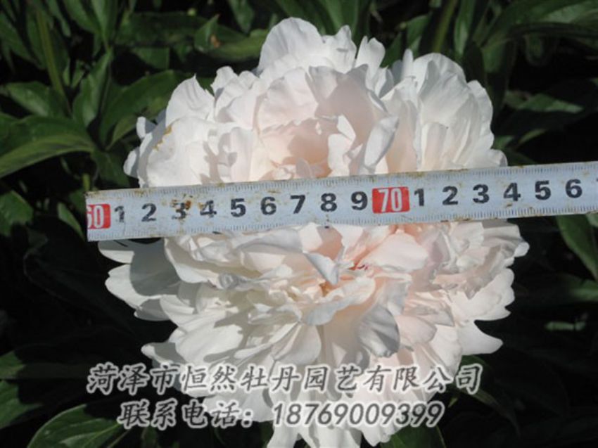 點擊查看詳細信息<br>標題：雪峰 閱讀次數(shù)：1053