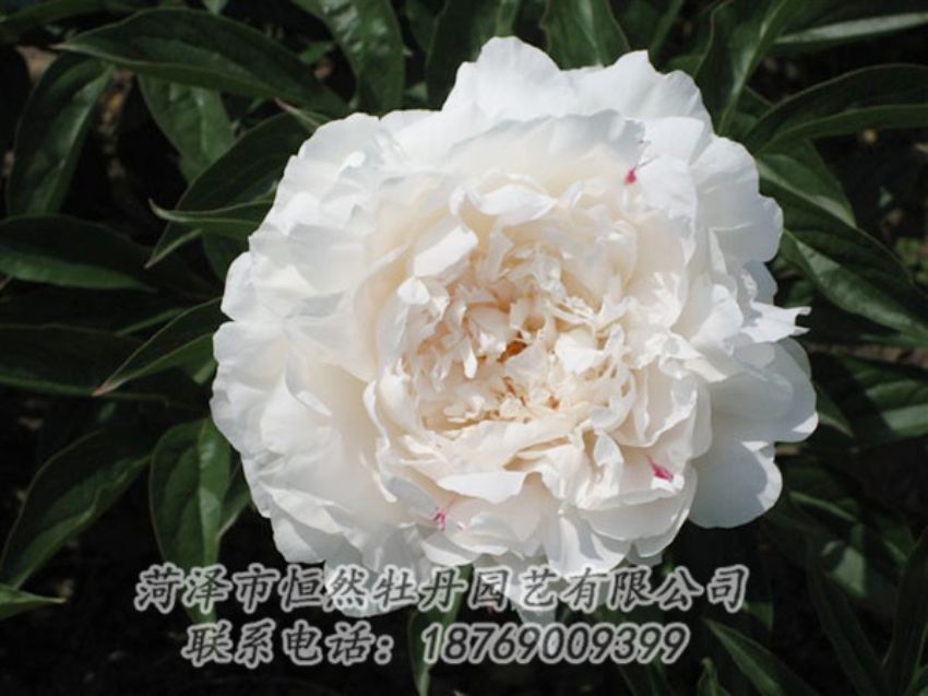 點(diǎn)擊查看詳細(xì)信息<br>標(biāo)題：娃娃面 閱讀次數(shù)：1811