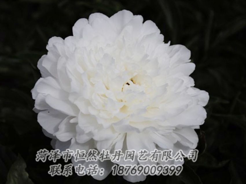 點擊查看詳細信息<br>標題：沙金冠頂 閱讀次數(shù)：1112