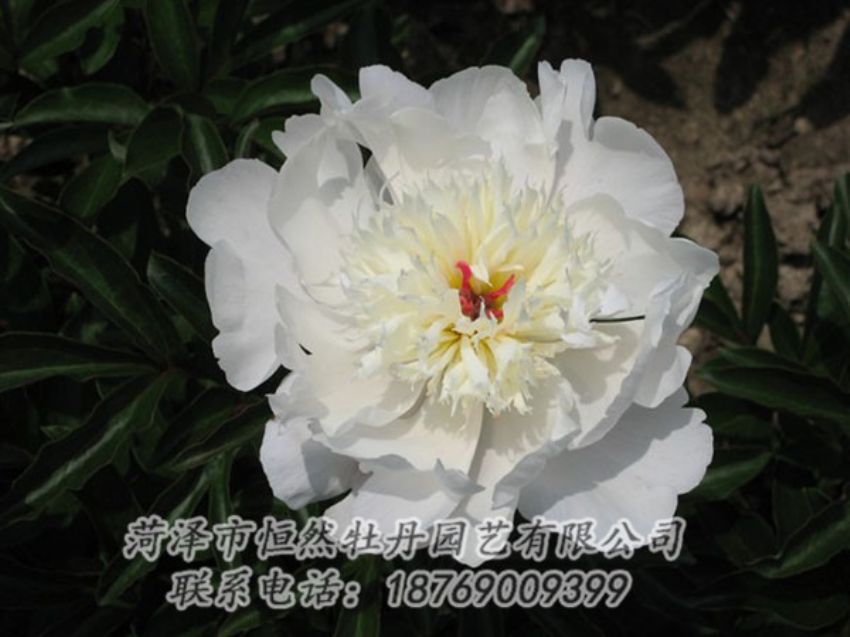 點擊查看詳細信息<br>標題：凌花晨浴 閱讀次數(shù)：1155