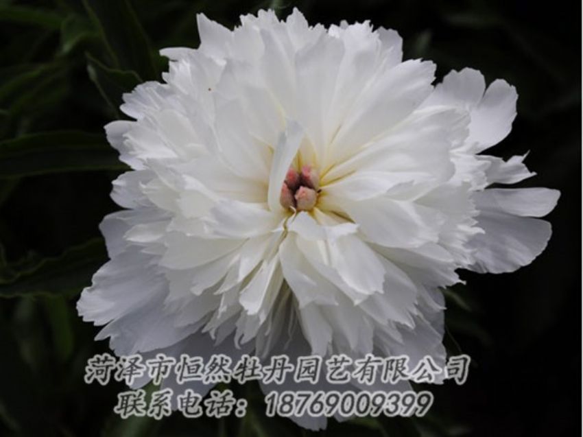 點擊查看詳細信息<br>標題：玲瓏玉 閱讀次數(shù)：1100