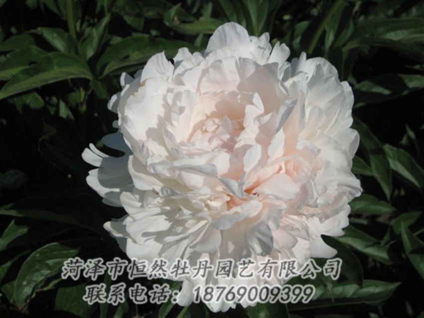 點(diǎn)擊查看詳細(xì)信息<br>標(biāo)題：白玉樓 閱讀次數(shù)：2070
