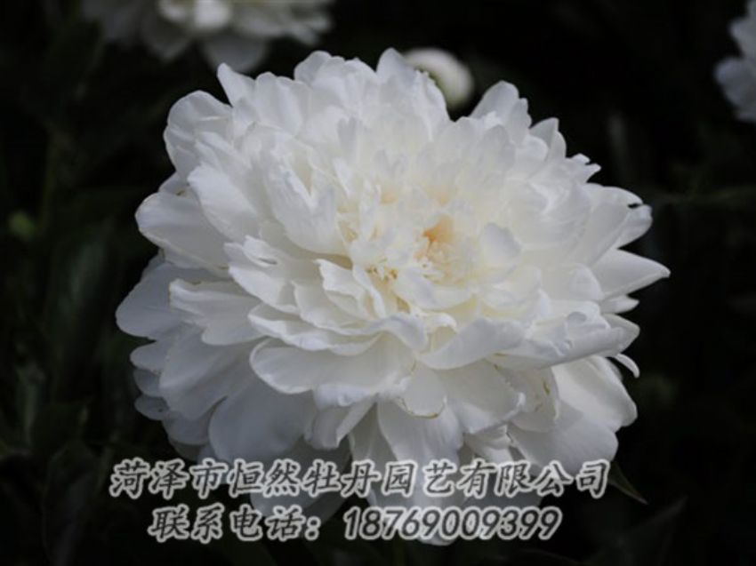 點擊查看詳細信息<br>標題：白色 閱讀次數(shù)：1140