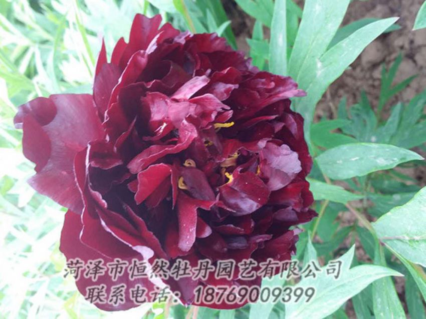 點擊查看詳細(xì)信息<br>標(biāo)題：黑色牡丹 閱讀次數(shù)：1222