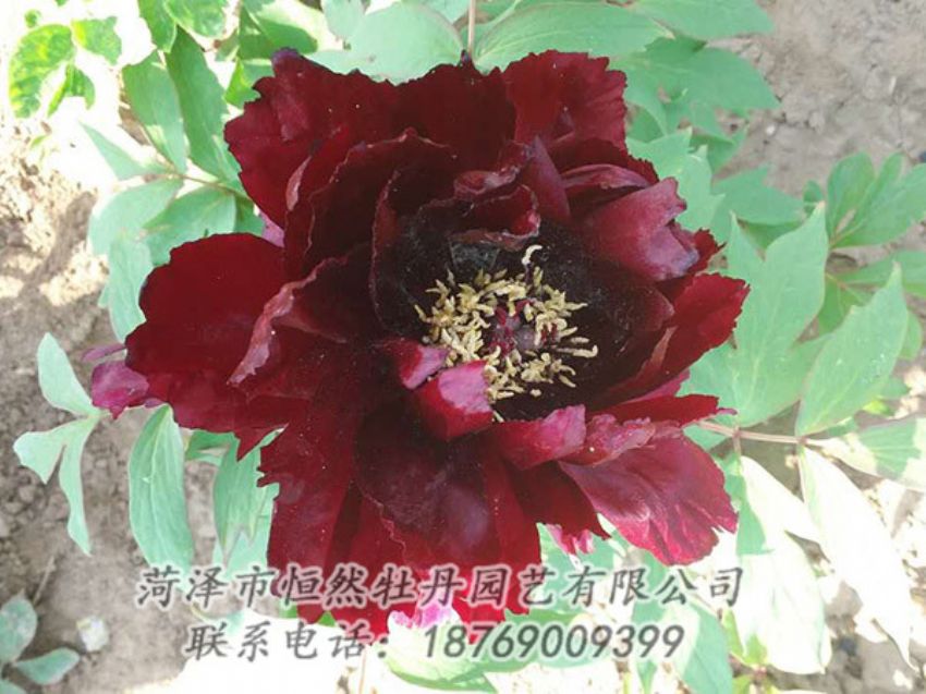 點(diǎn)擊查看詳細(xì)信息<br>標(biāo)題：黑色牡丹 閱讀次數(shù)：1790
