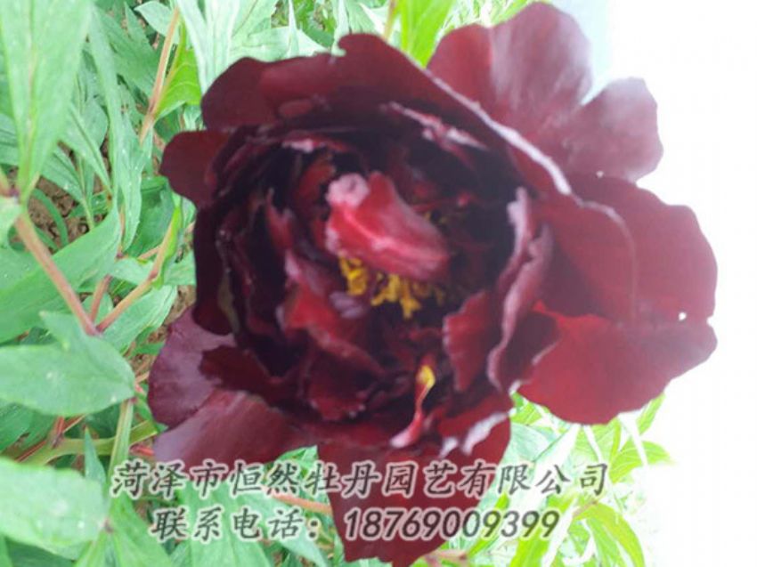 點(diǎn)擊查看詳細(xì)信息<br>標(biāo)題：黑色牡丹 閱讀次數(shù)：1103