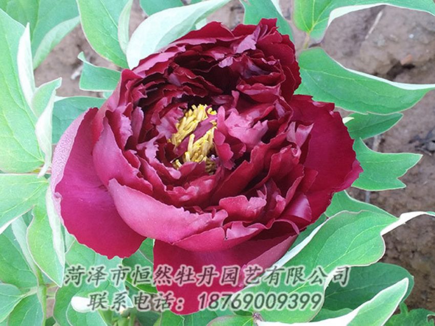 點(diǎn)擊查看詳細(xì)信息<br>標(biāo)題：黑色牡丹 閱讀次數(shù)：1112