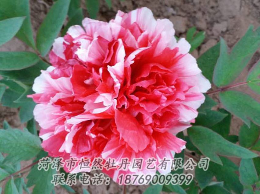 點(diǎn)擊查看詳細(xì)信息<br>標(biāo)題：復(fù)色牡丹 閱讀次數(shù)：1129