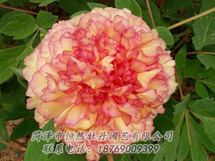 點(diǎn)擊查看詳細(xì)信息<br>標(biāo)題：復(fù)色牡丹 閱讀次數(shù)：1157