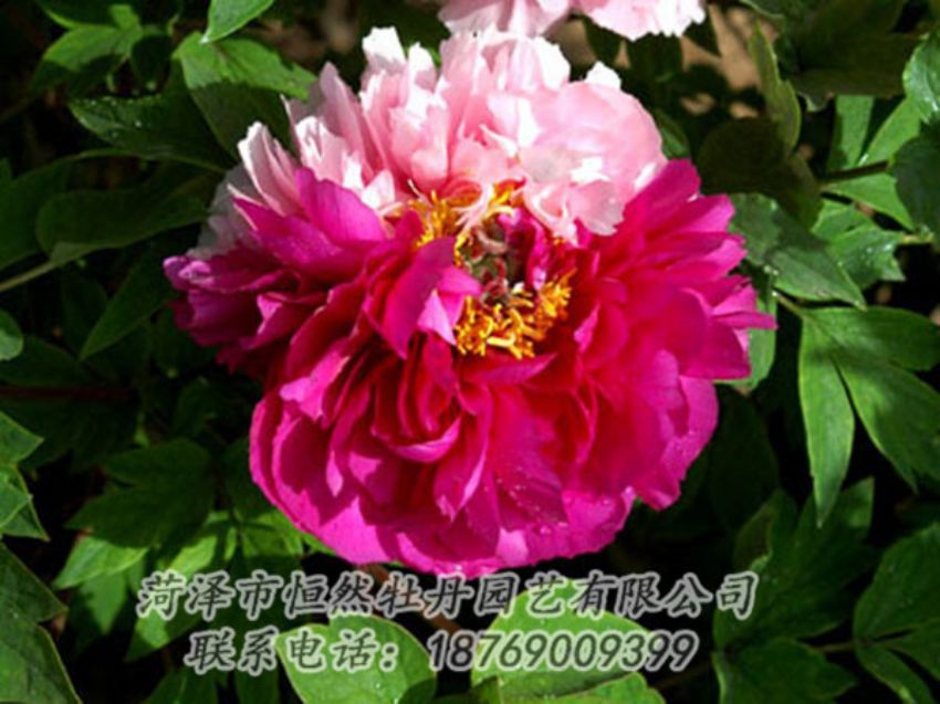 點(diǎn)擊查看詳細(xì)信息<br>標(biāo)題：復(fù)色牡丹 閱讀次數(shù)：1089
