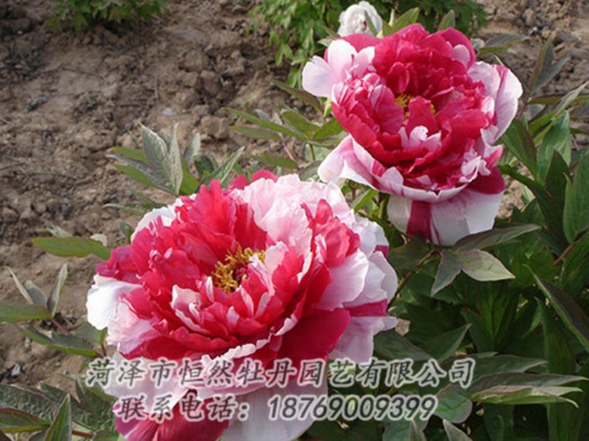 點(diǎn)擊查看詳細(xì)信息<br>標(biāo)題：復(fù)色牡丹 閱讀次數(shù)：1124