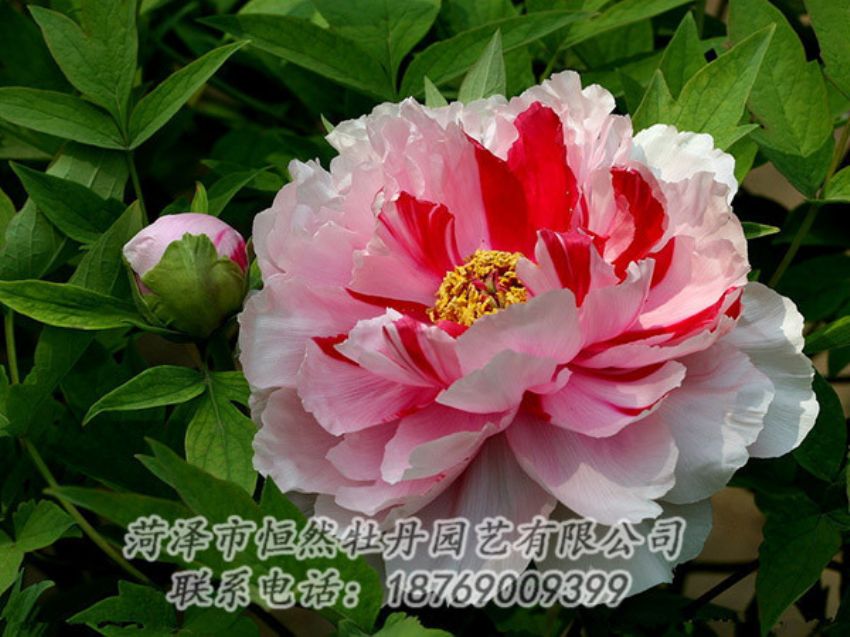 點(diǎn)擊查看詳細(xì)信息<br>標(biāo)題：復(fù)色牡丹 閱讀次數(shù)：1862