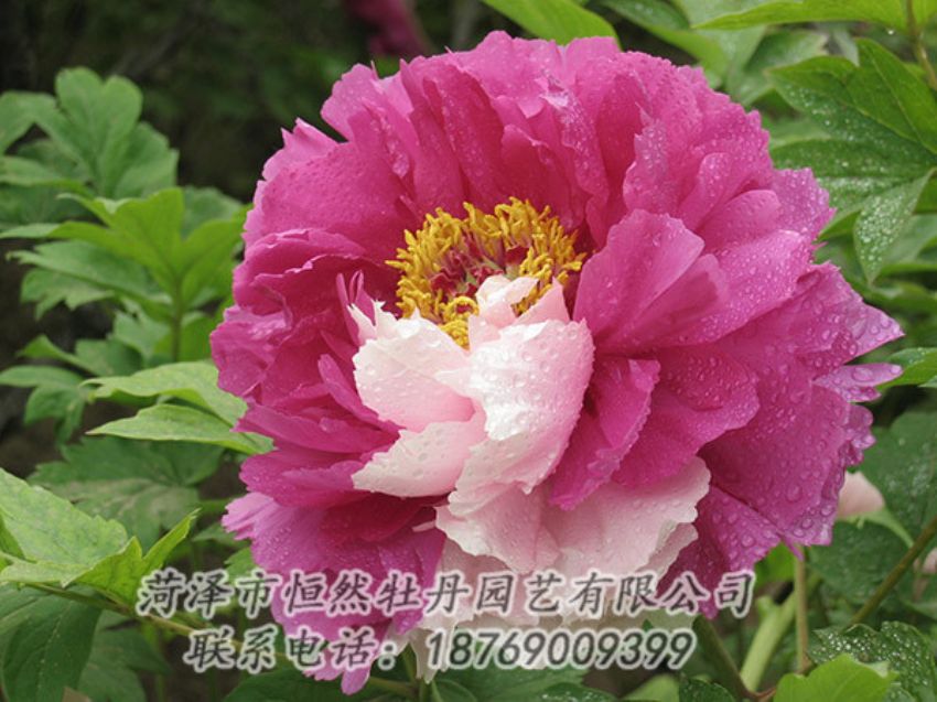 點(diǎn)擊查看詳細(xì)信息<br>標(biāo)題：復(fù)色牡丹 閱讀次數(shù)：1164