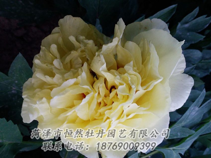 點擊查看詳細信息<br>標題：黃色牡丹 閱讀次數(shù)：1152