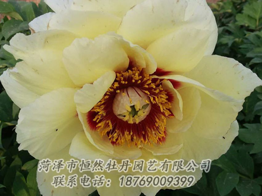 點擊查看詳細信息<br>標題：黃色牡丹 閱讀次數(shù)：1165