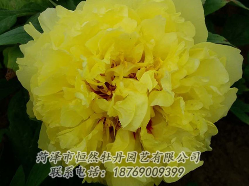 點擊查看詳細信息<br>標題：黃色牡丹 閱讀次數(shù)：1177