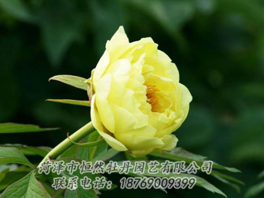 點(diǎn)擊查看詳細(xì)信息<br>標(biāo)題：黃色牡丹 閱讀次數(shù)：1824