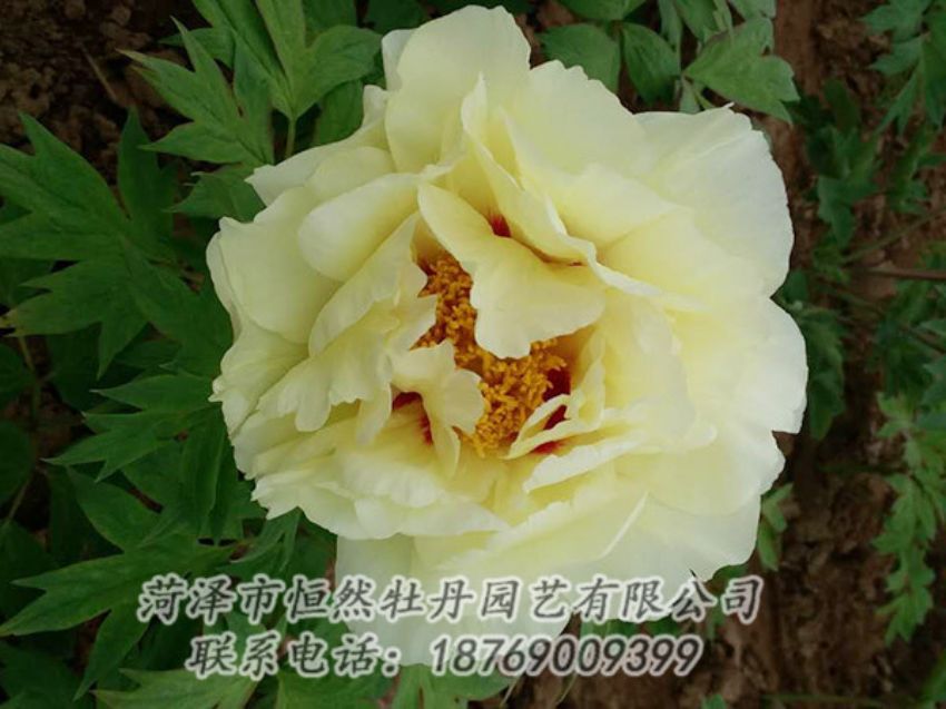 點(diǎn)擊查看詳細(xì)信息<br>標(biāo)題：黃色牡丹 閱讀次數(shù)：1789