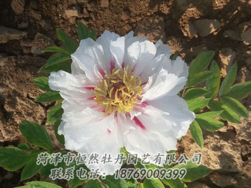 點擊查看詳細信息<br>標題：白色牡丹 閱讀次數(shù)：1180