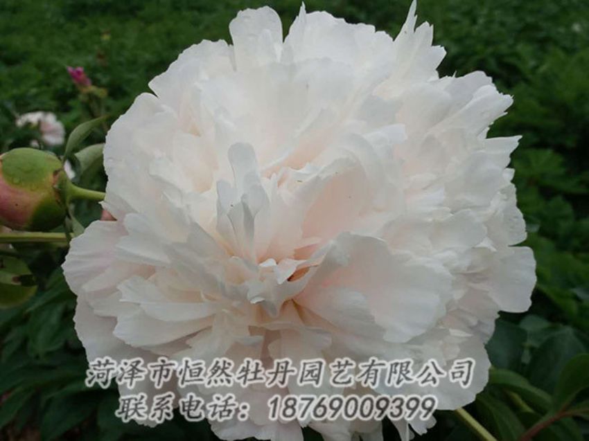 點擊查看詳細信息<br>標題：白色牡丹 閱讀次數(shù)：1120