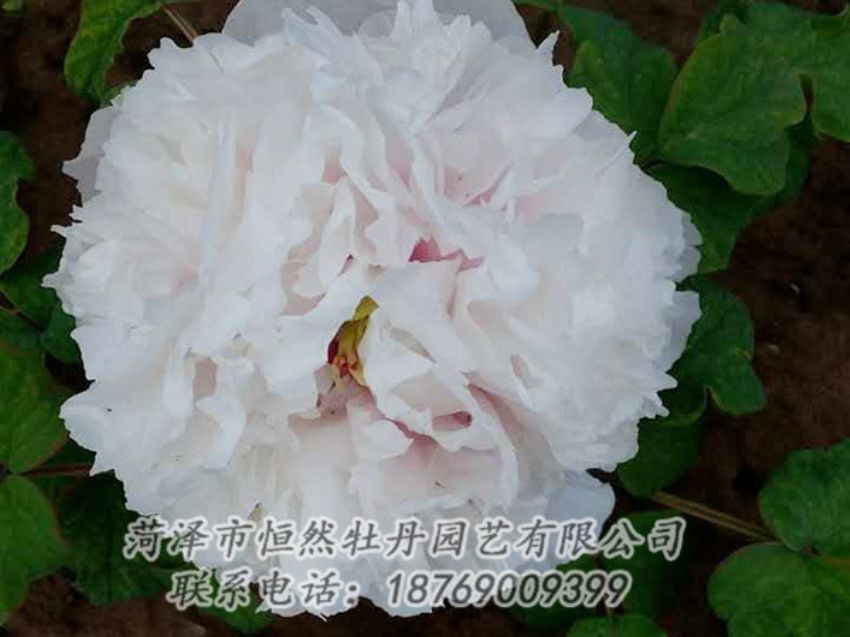 點(diǎn)擊查看詳細(xì)信息<br>標(biāo)題：白色牡丹 閱讀次數(shù)：1876