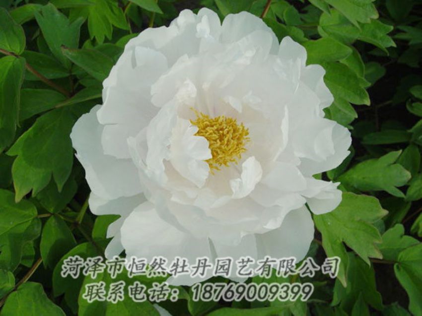 點(diǎn)擊查看詳細(xì)信息<br>標(biāo)題：白色牡丹 閱讀次數(shù)：1875