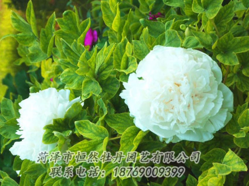 點擊查看詳細信息<br>標題：白色牡丹 閱讀次數(shù)：1101