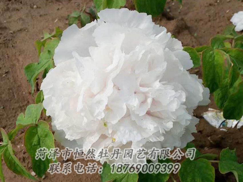 點(diǎn)擊查看詳細(xì)信息<br>標(biāo)題：白色牡丹 閱讀次數(shù)：1011