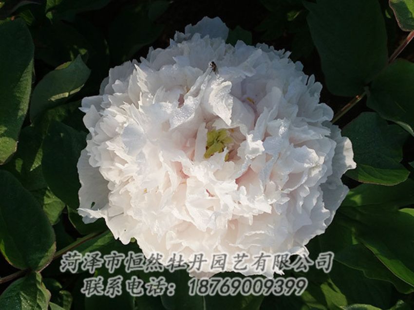 點擊查看詳細信息<br>標題：白色牡丹 閱讀次數(shù)：1123