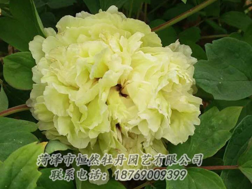 點擊查看詳細信息<br>標題：綠色 閱讀次數(shù)：1091