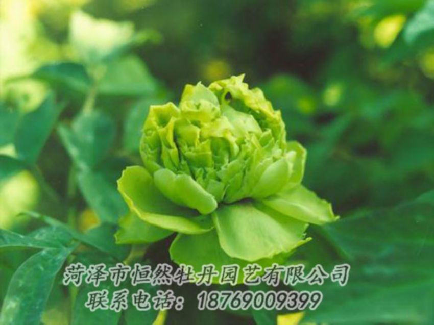 點(diǎn)擊查看詳細(xì)信息<br>標(biāo)題：綠色牡丹 閱讀次數(shù)：1174