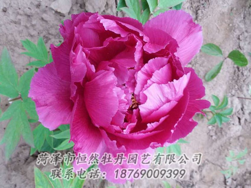 點(diǎn)擊查看詳細(xì)信息<br>標(biāo)題：紫色牡丹 閱讀次數(shù)：1061