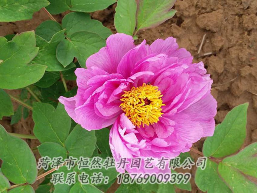點(diǎn)擊查看詳細(xì)信息<br>標(biāo)題：紫色牡丹 閱讀次數(shù)：1091