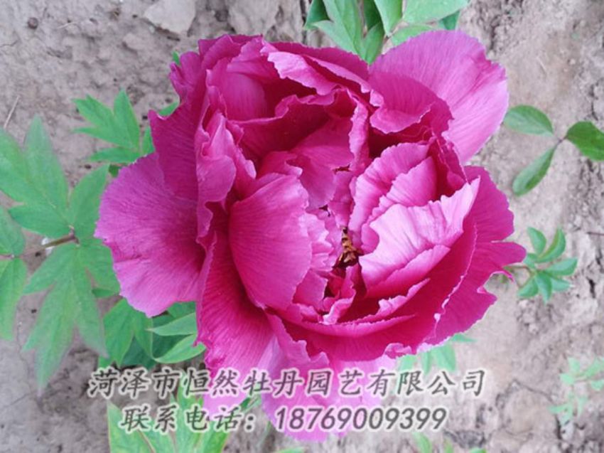 點(diǎn)擊查看詳細(xì)信息<br>標(biāo)題：紫色牡丹 閱讀次數(shù)：1072