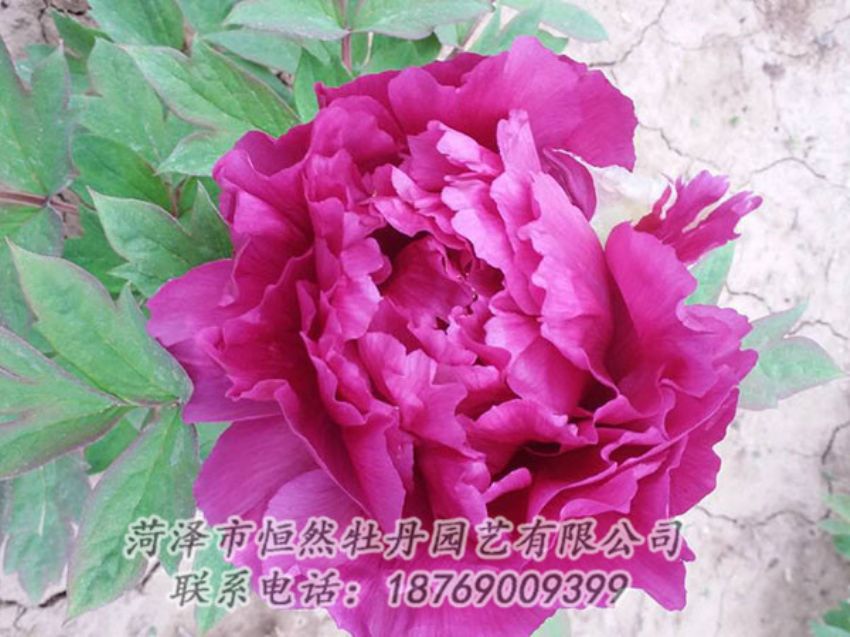 點(diǎn)擊查看詳細(xì)信息<br>標(biāo)題：紫色牡丹 閱讀次數(shù)：1198