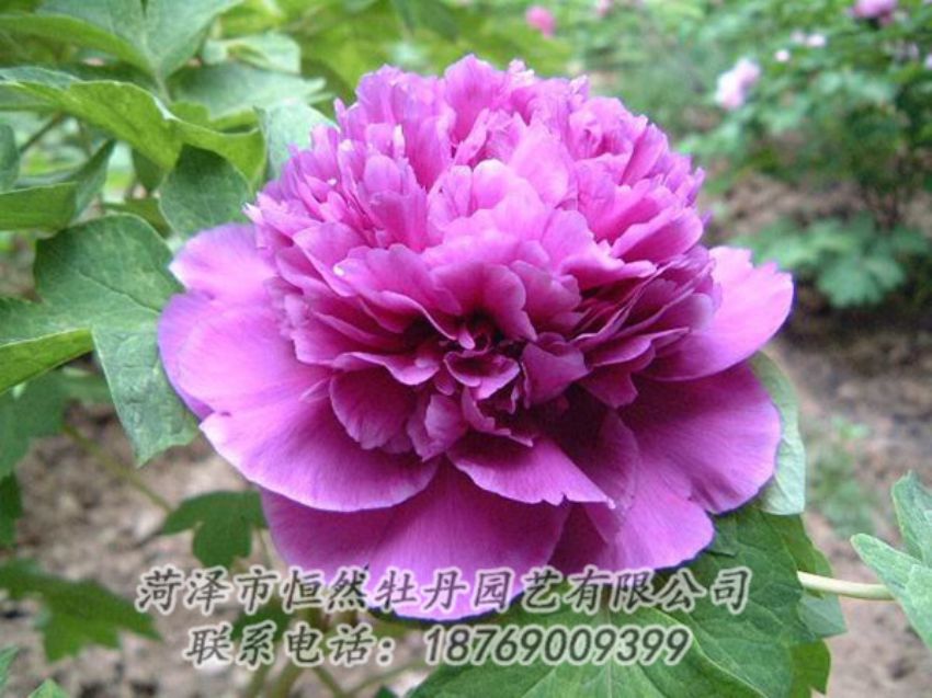 點(diǎn)擊查看詳細(xì)信息<br>標(biāo)題：紫色牡丹 閱讀次數(shù)：1237