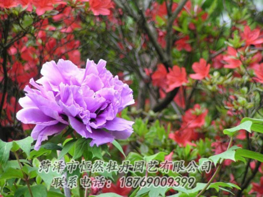 點(diǎn)擊查看詳細(xì)信息<br>標(biāo)題：紫色牡丹 閱讀次數(shù)：1837