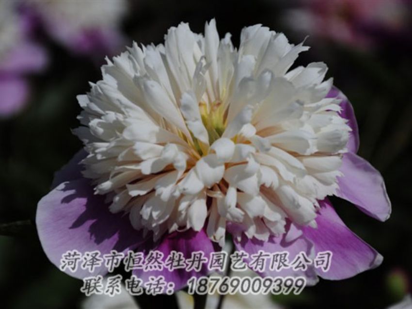 點擊查看詳細(xì)信息<br>標(biāo)題：復(fù)色芍藥 閱讀次數(shù)：1168