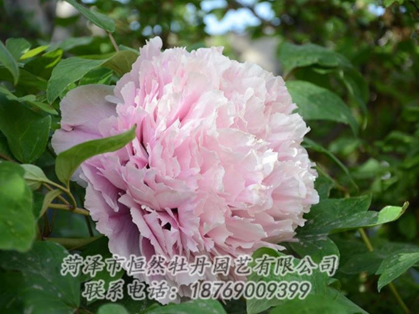 點(diǎn)擊查看詳細(xì)信息<br>標(biāo)題：粉色牡丹 閱讀次數(shù)：1890