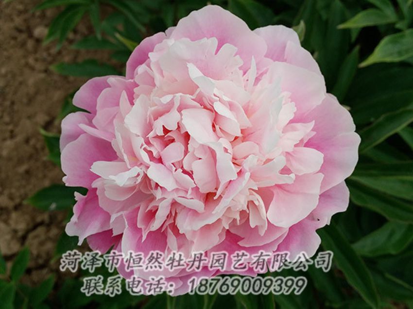 點(diǎn)擊查看詳細(xì)信息<br>標(biāo)題：粉色牡丹 閱讀次數(shù)：1863