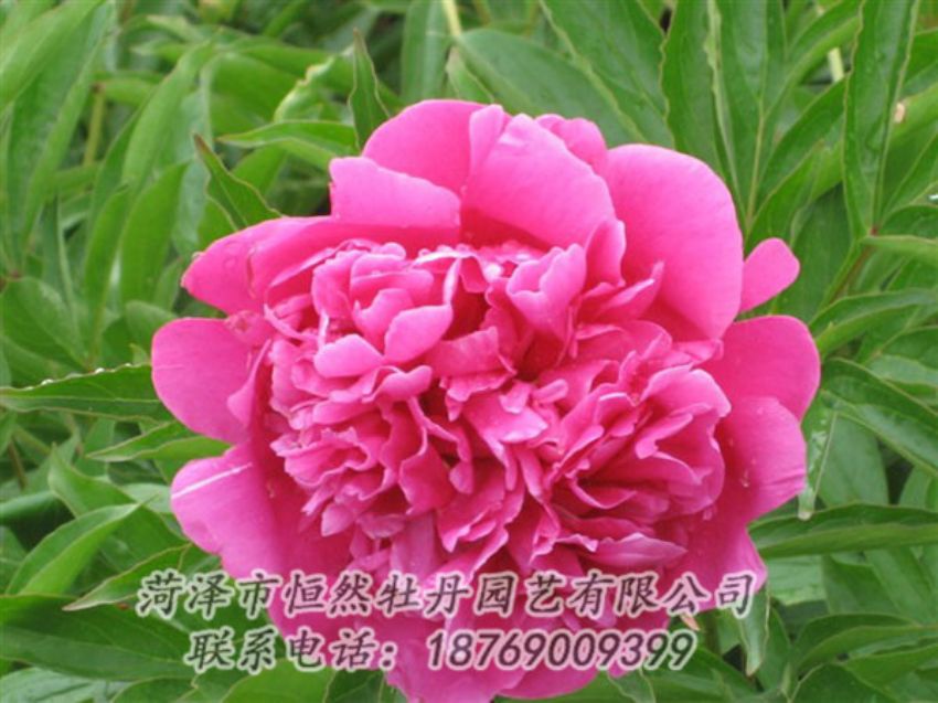 點擊查看詳細信息<br>標題：永生紅 閱讀次數(shù)：1052