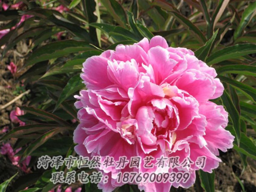 點擊查看詳細信息<br>標題：西施紅妝 閱讀次數(shù)：1052