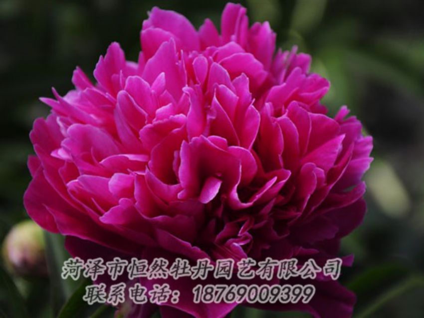 點擊查看詳細信息<br>標題：瑪瑙紅 閱讀次數(shù)：1024