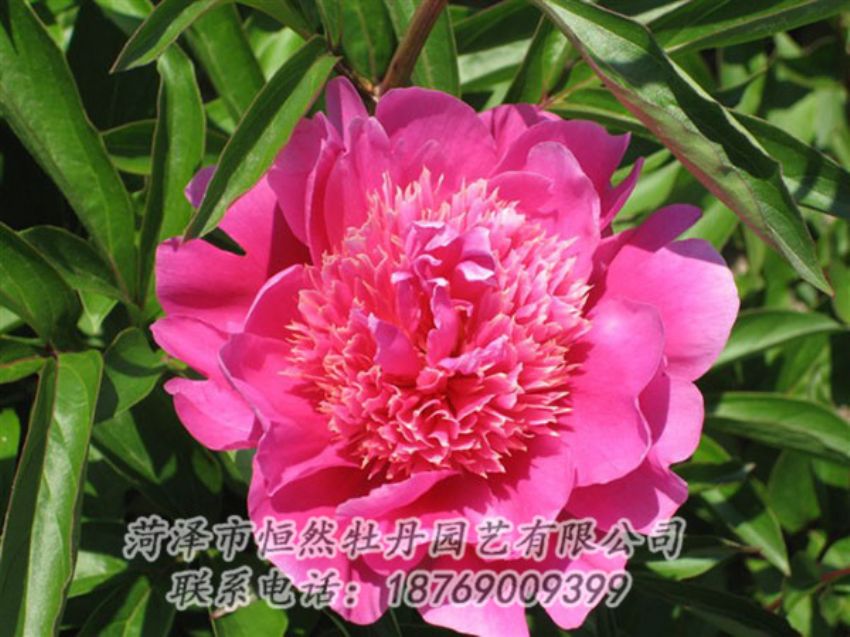 點擊查看詳細信息<br>標題：紅繡球 閱讀次數(shù)：1033