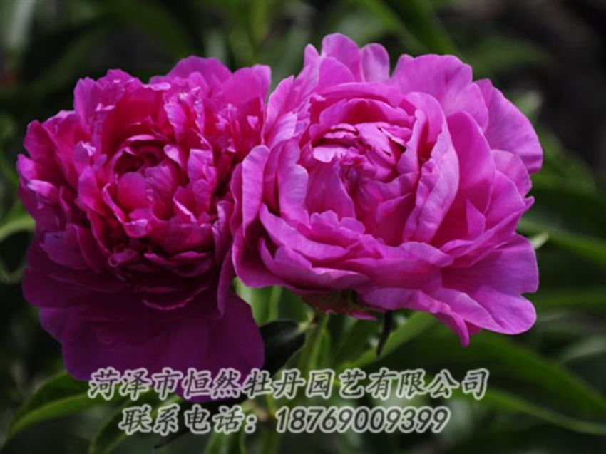 點擊查看詳細信息<br>標題：紅玫瑰 閱讀次數(shù)：985