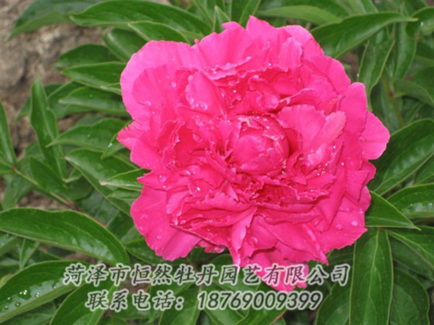 點擊查看詳細信息<br>標題：紅冠芳 閱讀次數(shù)：1060