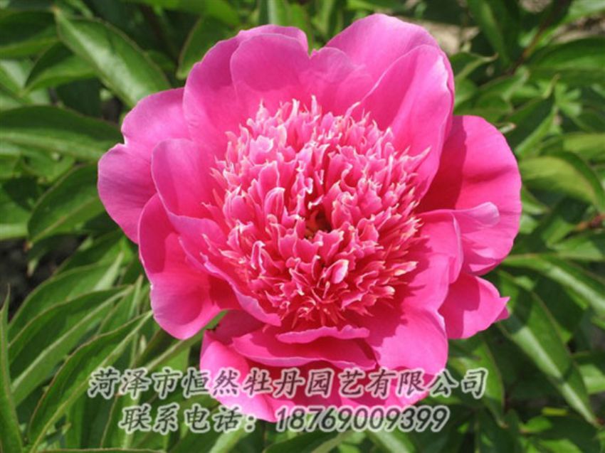 點擊查看詳細信息<br>標題：紅繡球 閱讀次數(shù)：1022