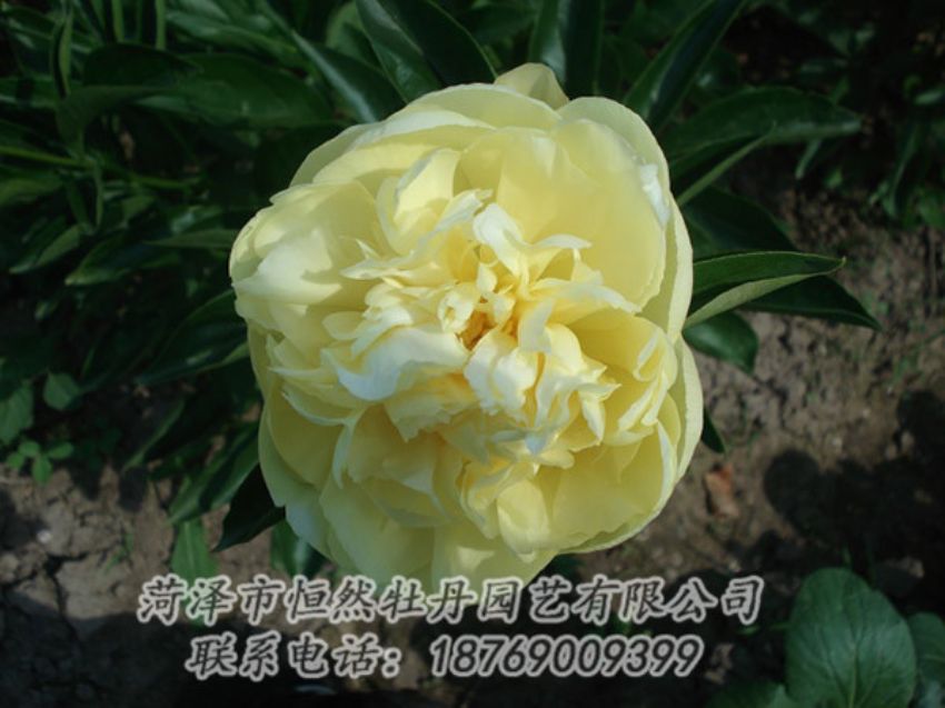 點(diǎn)擊查看詳細(xì)信息<br>標(biāo)題：黃色芍藥 閱讀次數(shù)：1217