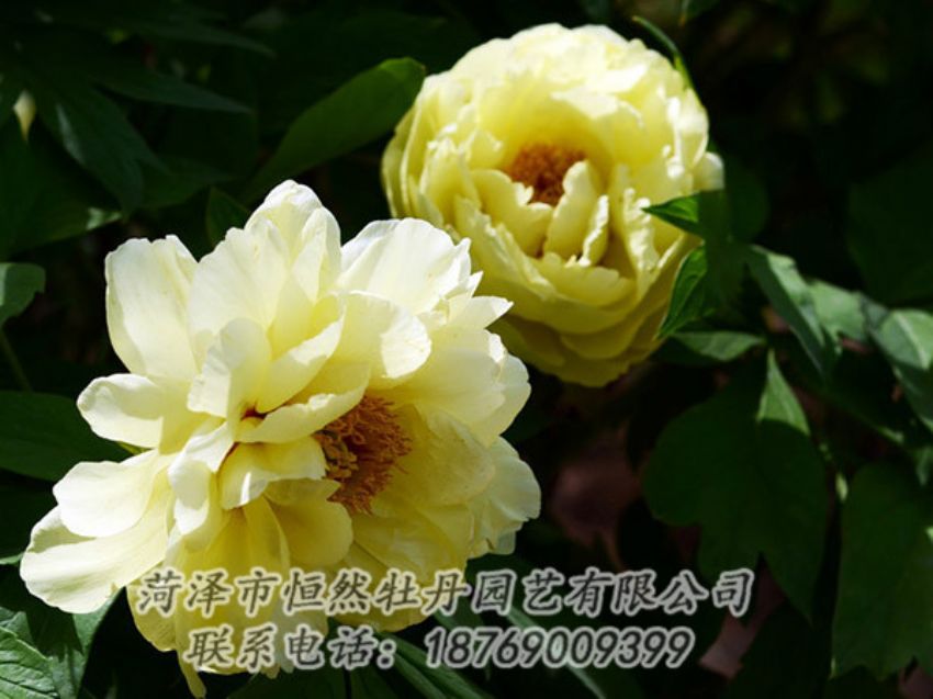 點(diǎn)擊查看詳細(xì)信息<br>標(biāo)題：黃色芍藥 閱讀次數(shù)：1145